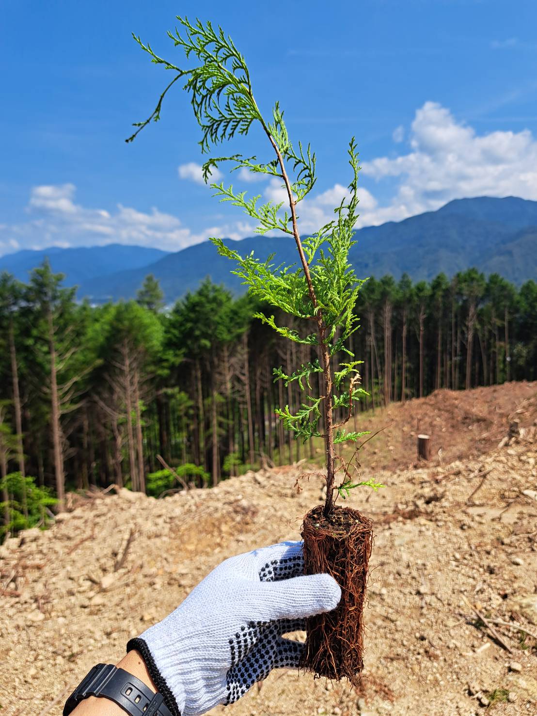 発芽から約2年・高さ30cmほどの植林用ひのきの苗木